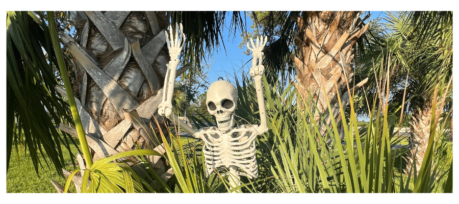 outdoor skeleton display ideas